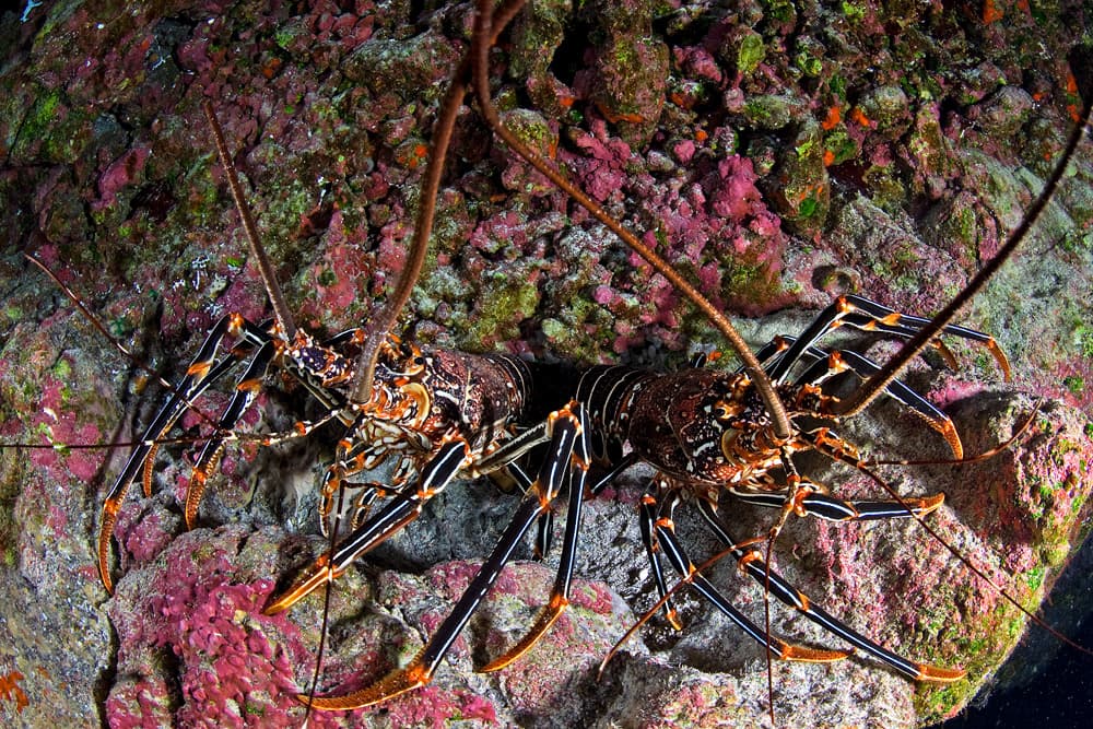 กุ้งมังกรเกาะอีสเตอร์เป็นสัตว์ที่พบได้เฉพาะบนราปานุย © Orca