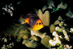 Angel Fish, Kototi Para.jpg