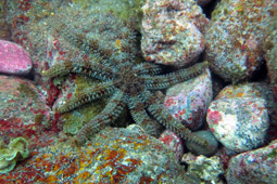 Camouflaged Easter Island sea star.jpg