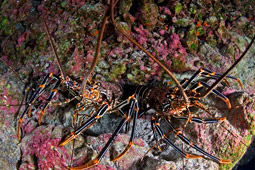 Easter Island Spiny Lobster, Panulirus Pascuensis.jpg