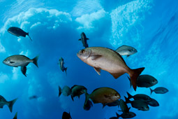 Waves breaking in ocean above fish school of Kyphosus Sandwicensis, Nanue.jpg