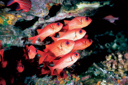 Red fish school Myripristis Tiki, Marau.jpg