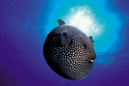 Balloon fish Arothron Meleagris, Titeve Kapovai.jpg